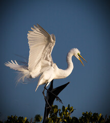 Wall Mural - Great egret comes into mangroves of everglades.