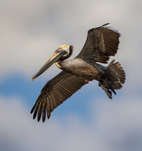 Young American Brown Pelican Flies Overhead