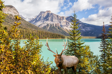 Sticker - Red deer grazing