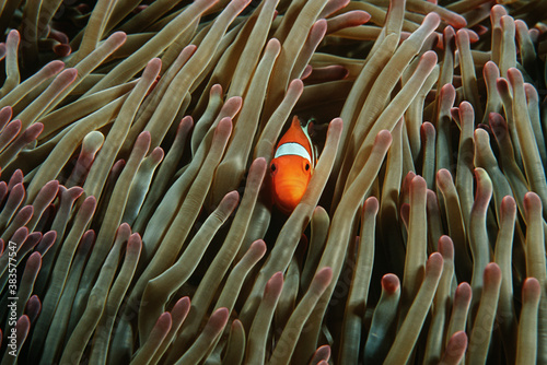 Fotomural Raja Ampat Indonesia Pacific Ocean false clown anemonefish (Amphiprion ocellaris