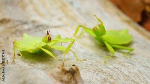 Cuadros en Lienzo Two green leaflike stick-insects Phyllium giganteum interacting on a tree trunk