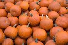 Pile Of Pumpkins For Sale At Halloween Or Thanksgiving