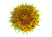 Close Up Of The Center Of A Giant Sunflower, Minus The Petals. Isolated On White.