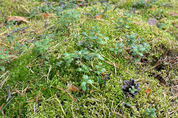 Sticker - Moss and lingonberry bushes.