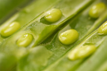 Closeup Of Fresh Green Beans