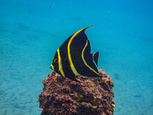 Juvenile French Angelfish On A Rock