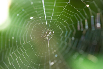 spider on web