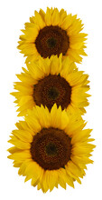 Three Sunflowers Isolated On A White Background.