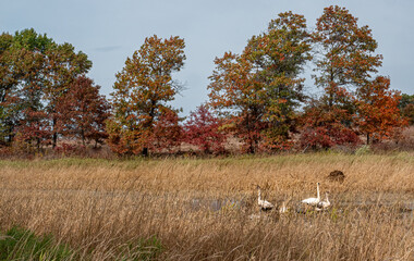 trumpeter swans swim on an autumn day