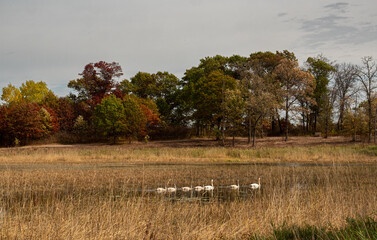 trumpeter swans and autumn leaves