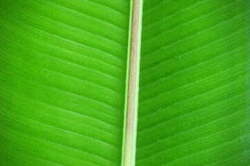 Poster - leaf background