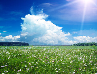 Poster - green field