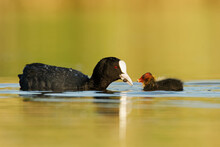 Eurasian Coot (Fulica Atra) With Chicks Youngster, Called Common Coot, Australian Coot, Is A Member Of The Rail And Crake Bird Family Rallidae, Found In Europe, Asia, Australia, New Zealand And 