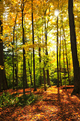 Canvas Print - Fall forest