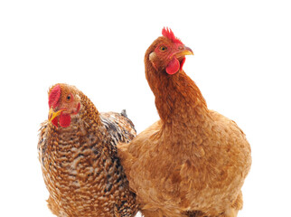 Canvas Print - Two young chickens.