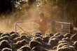 © Caro Telfer/Austockphoto - Farmer and woolly merino sheep in dusty yards