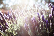 © Clare Seibel-Barnes/Austockphoto - Morning light backlighting purple lavender bush in garden