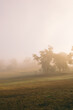 © Gillian Vann/Austockphoto - Misty eerie fog on a rural farm,with gum trees in the distance