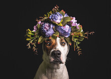 Portrait Of Bull Arab Dog With Flower Crown Sitting Indoors