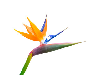 Wall Mural - pastel colored bird of paradise flower closeup cutout isolated on a white background