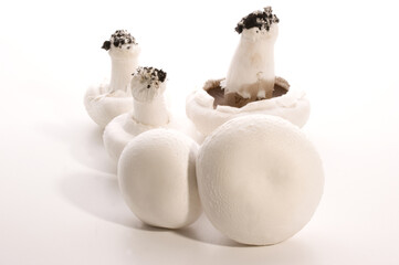 fresh raw mushroom on a white background