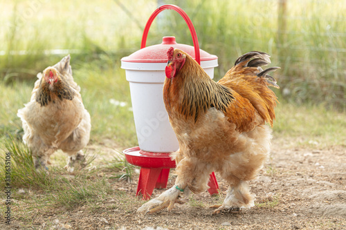 Fotomural pedigree rooster and hen in a farm