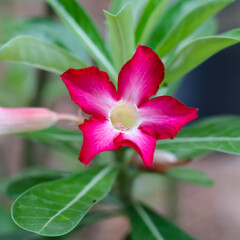 Canvas Print - desert rose in nature