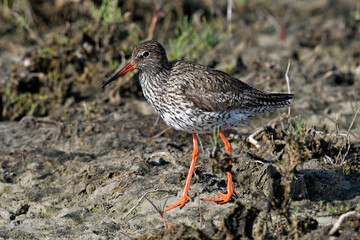 Poster - Rotschenkel (Tringa totanus) - Common redshank 