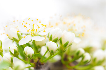 Canvas Print - Flowers