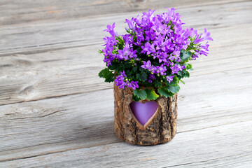 Canvas Print - blue campanula flowers wooden background