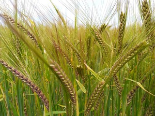 green wheat field