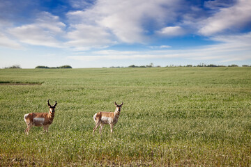antelope