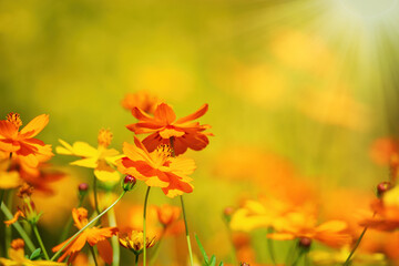 Canvas Print - beautiful yellow cosmos (cosmos sulphureus) flowers blooming in the garden on a sunny autumn day. co