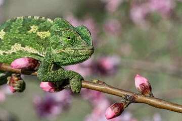 Wall Mural - One Colorful chameleon on a branch of a tree
