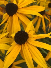 sunflower in the garden