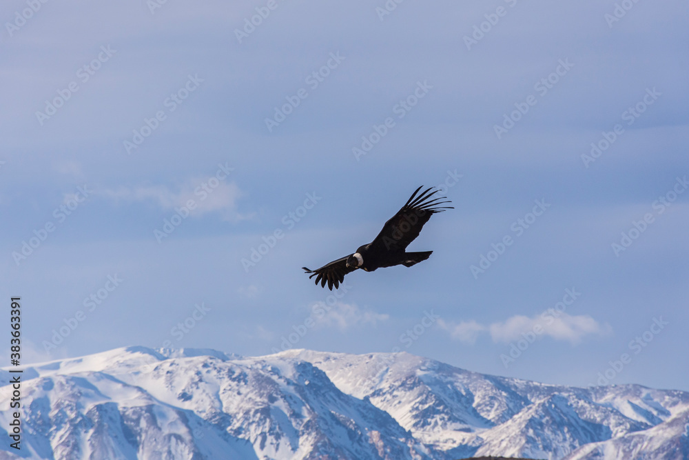 Scene view of an Andean condor (Vultur gryphus) flying against ...