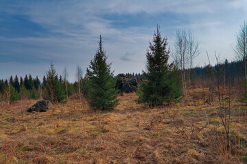 Forest meadow field landscape. Early spring forest meadow view. Forest meadow scene.