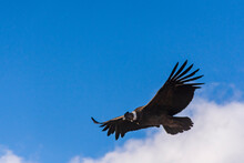 Low Angle View Of Andean Condor (vultur Gryphus) Flying Against Blue Sky