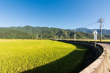 Sticker - Landscape of paddy farm