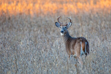 White-tailed Deer Buck (Odocoileus Virginianus) Standing In A Wausau, Wisconsin Soybean Field