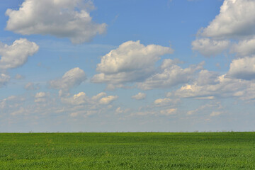 Canvas Print - Green field and blue sky