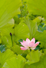 Wall Mural - One red lotus surround by green leaf