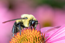 Macro Of A Bumble Bee On The Bloom Of A Coneflower
