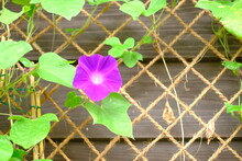 Morning Glory In Full Blooming