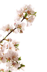 Poster - Pink cherry blossom