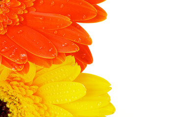 Canvas Print - Orange and Yellow Gerbera Flowers