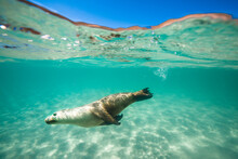 A Sea Lion Swims Playfully Under The Surface