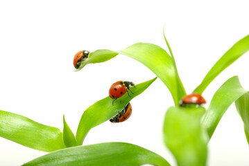 Sticker -  ladybug on green grass 