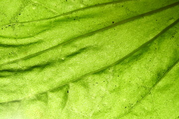 Canvas Print - green leaf vein