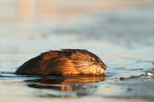 The Muskrat Gets Out Of Water 